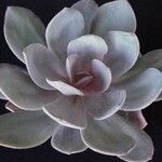 Echeveria laui ഇല