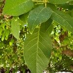 Erythrina crista-galli Blad