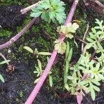 Bidens ferulifolia Kéreg/szár