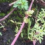 Bidens ferulifolia പുറംതൊലി