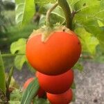 Solanum capsicoides Fruit