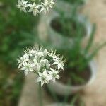 Allium tuberosum Fiore