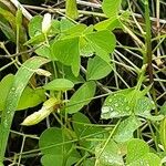 Oxalis dillenii Blatt