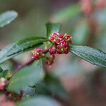 Paxistima myrsinites Flower