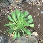 Aeonium undulatum Лист