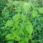 Rubus occidentalisLeaf