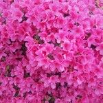 Rhododendron simsii Kukka