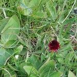 Gymnadenia nigra Flower
