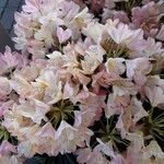 Rhododendron maximum Çiçek