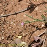 Dianthus nudiflorus عادت