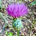 Mantisalca salmantica Flower