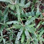 Biophytum aeschynomenifolia 葉