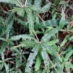 Biophytum aeschynomenifolia Hoja