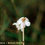 Pyrola rotundifolia Çiçek