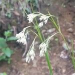 Luzula pedemontana 花