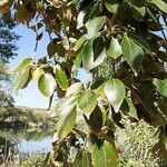 Populus simonii Foglia