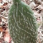 Opuntia leucotrichaFolha