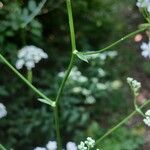 Physospermum cornubiense Bark
