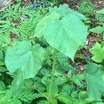 Abutilon theophrasti Deilen