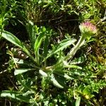 Erigeron uniflorus Natur