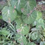 Cissampelos pareira Leaf