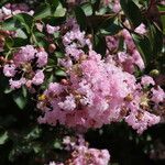 Lagerstroemia indicaFlor