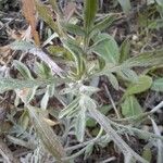 Centaurea diffusa Hoja
