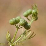 Bifora testiculata Frucht