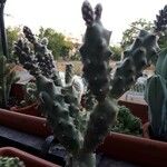 Opuntia triacanthos Folha