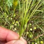 Aegilops neglecta Flower