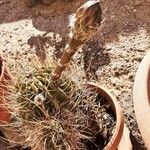 Acanthocalycium leucanthumХабит