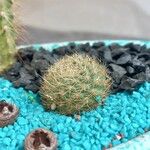 Rebutia minuscula Habit