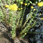 Achillea ageratum Облик