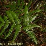 Pteris incompleta Други