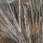 Salix irrorata Kůra