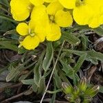 Erysimum jugicola برگ