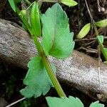 Torenia crustacea Blad