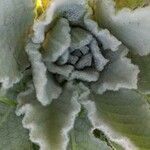 Verbascum thapsus List
