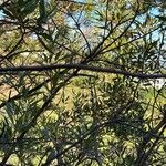 Searsia lancea Rinde