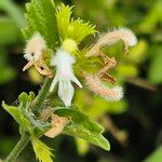 Leucas glabrata Flower