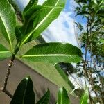 Tabernaemontana persicariifolia Leaf