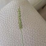 Setaria verticillataPlod