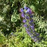 Echium vulgareᱵᱟᱦᱟ