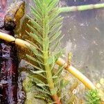 Myriophyllum aquaticum Fuelha