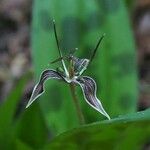 Scoliopus bigelovii 花