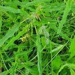 Monsonia angustifolia Blad