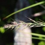 Calamagrostis sesquiflora Flower