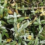 Cerastium biebersteinii Hoja