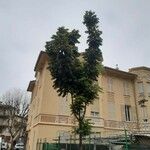 Castanospermum australe Frunză