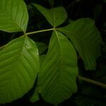 Paullinia rugosa Feuille